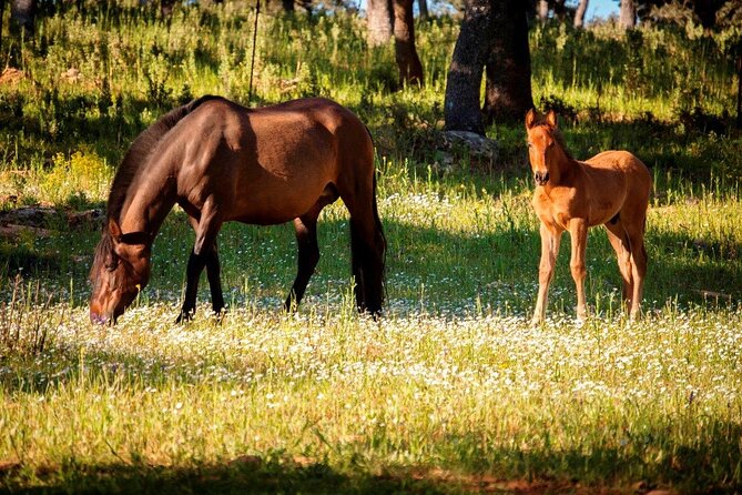 Ronda Nature Reserve Guided Tour - Learning About Bullfighting and Breeding