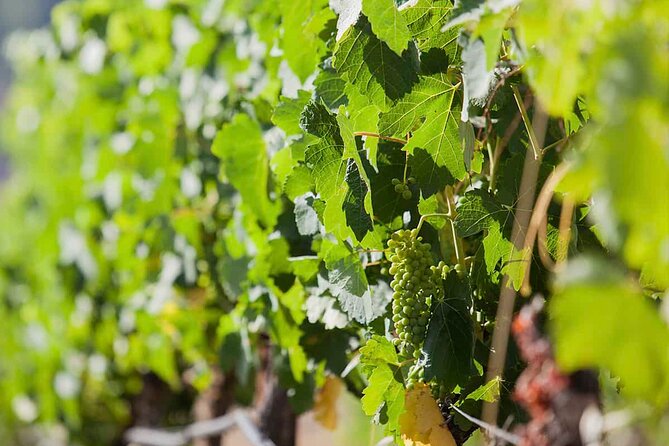Ronda Organic Wine Tour From Marbella - Tour Duration and Departure