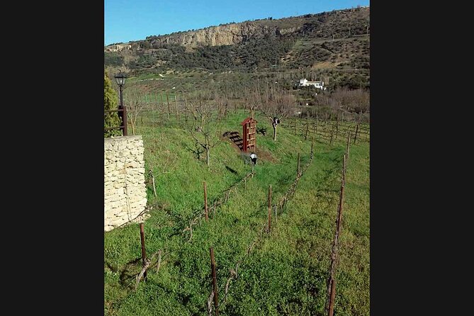 Ronda Organic Wine Tour From Marbella - Vineyard Visits and Tastings