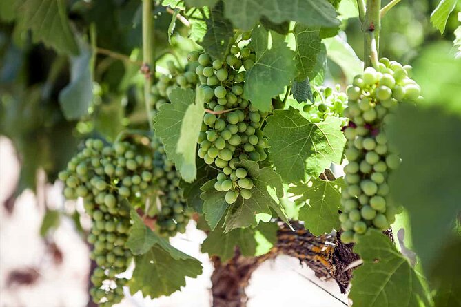 Ronda Organic Wine Tour From Marbella - Pricing and Payment Options