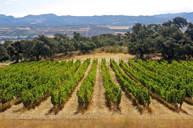 Ronda Private Full Day Wine Tour - Vineyard Tour and Tasting