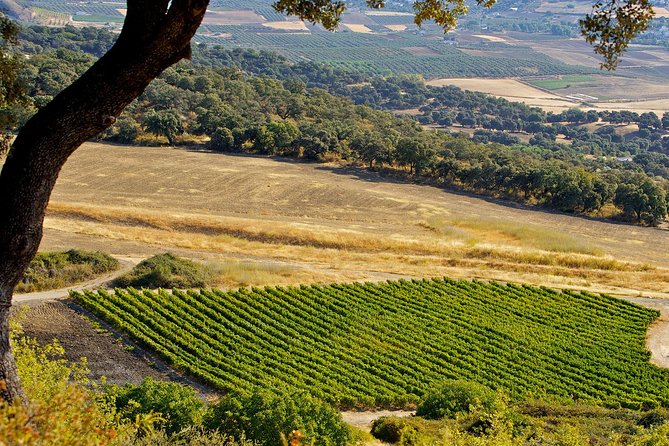 Ronda Private Wine Tour + Free Time in Ronda - Winery Visit