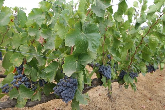 Ronda Private Wine Tour + Free Time in Ronda - Cancellation and Confirmation