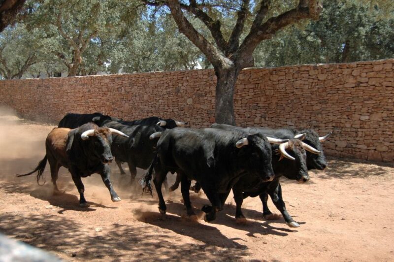 Ronda: Reservatauro Ronda Tour Ticket - Customer Reviews and Ratings