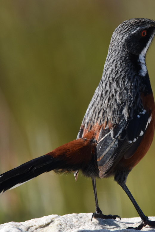Rooi-Els, Bettys Bay, Stony Point Day Trip From Cape Town - Itinerary Details