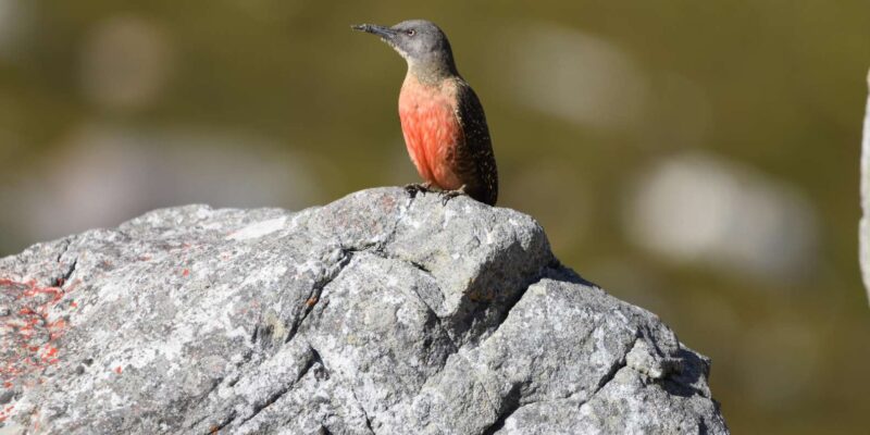 Rooi-Els, Bettys Bay, Stony Point Day Trip From Cape Town - Inclusions and Exclusions