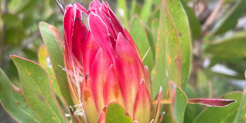 Rooi-Els, Bettys Bay, Stony Point Day Trip From Cape Town - Important Information