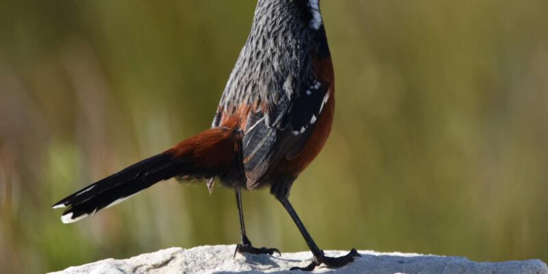 Rooi-Els, Bettys Bay, Stony Point Day Trip From Cape Town - Tour Departure and Duration