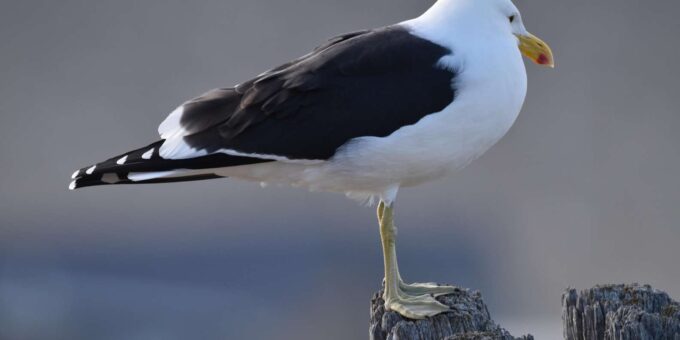 Rooi-Els, Bettys Bay, Stony Point Day Trip From Cape Town - Frequently Asked Questions