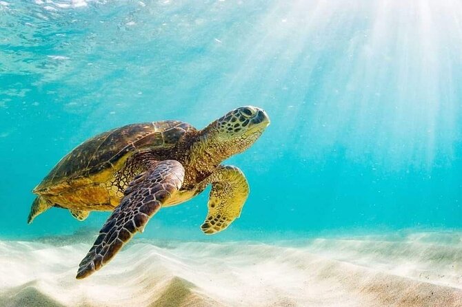 Rose Island 3 Island Luxury Private Tour(8hrs) - Snorkeling and Relaxation