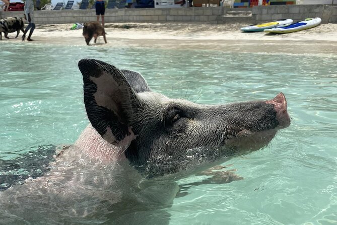 Rose Island 3 Islands Tour, Swim With Pigs, Turtles, Snorkelling. - Positive Feedback