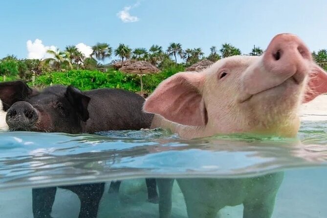 Rose Island 3 Islands Tour, Swim With Pigs, Turtles, Snorkelling. - Negative Feedback