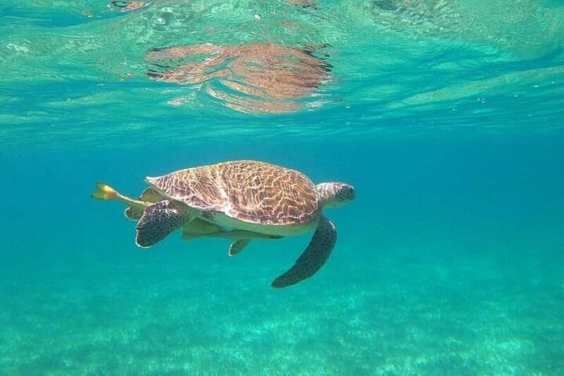 Rose Island Adventure: Turtle, Swim and Snorkel - Practical Tips for Travelers