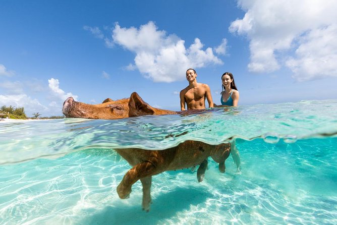 Rose Island Bahamas Original Swimming Pigs and Snorkeling - Cruise and Transportation
