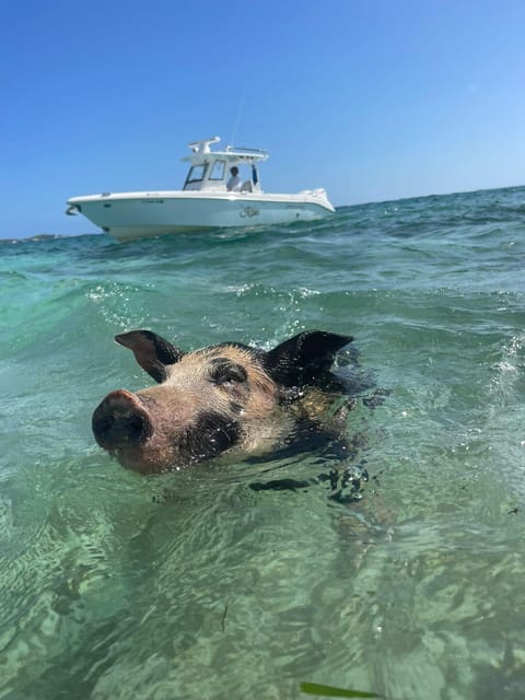 Rose Island: Pig Beach, Snorkeling, Sea Turtles, Beach - What to Bring
