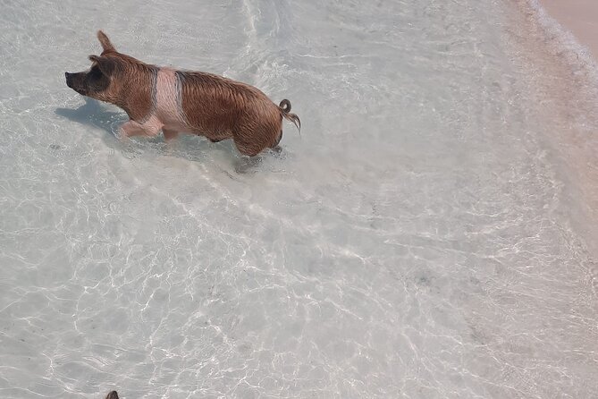 Rose Island Private Beach: Swimming With the Pigs - Overview and Location