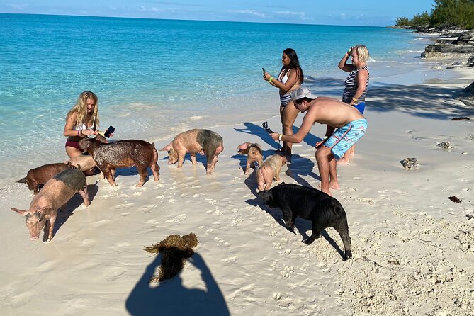Rose Island Private Beach: Swimming With the Pigs - Reviews and Feedback