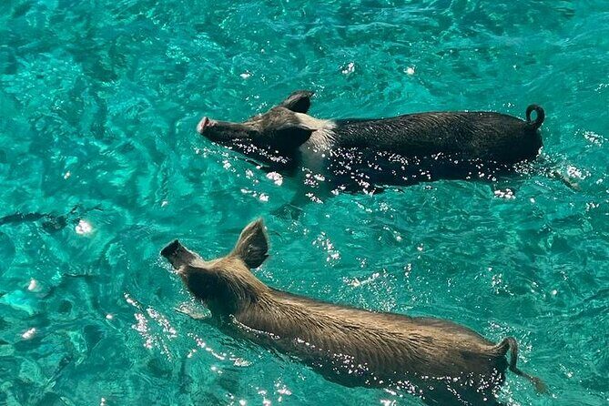 Rose Island Swimming Pigs - Key Points