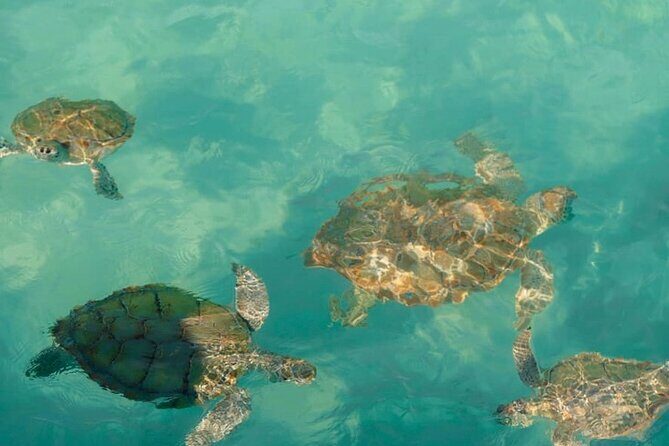 Rose Island Swimming Pigs - Frequently Asked Questions