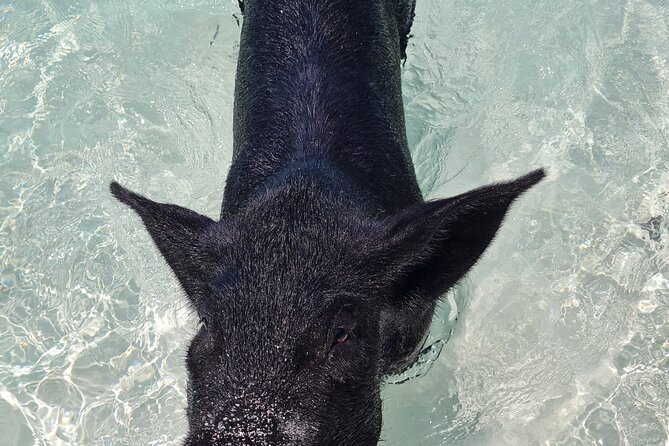 Rose Island Swimming Pigs Half-Day Boat Tour With Lunch - Positive Guest Feedback