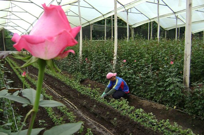 Rose Plantation, Equator Line and Otavalo Market Private Tour - Pickup Information