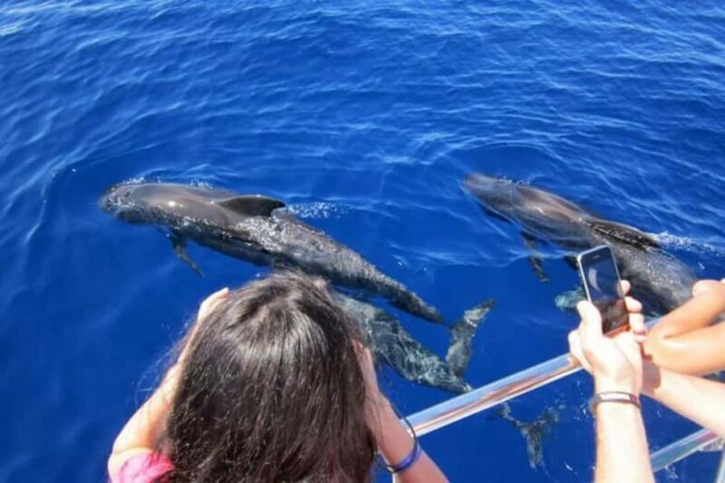Roseau: Guided Dolphin and Whale Watching Tour With Drinks - Key Points