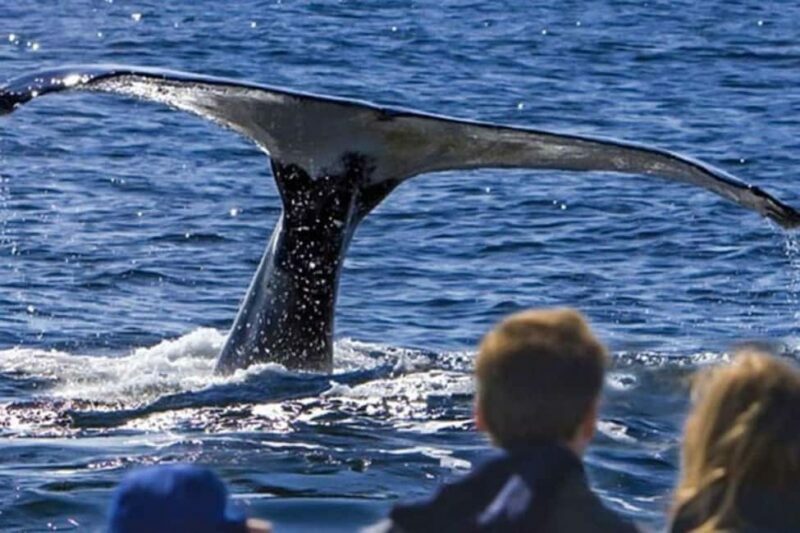 Roseau: Guided Dolphin and Whale Watching Tour With Drinks - Who Should Consider This Tour