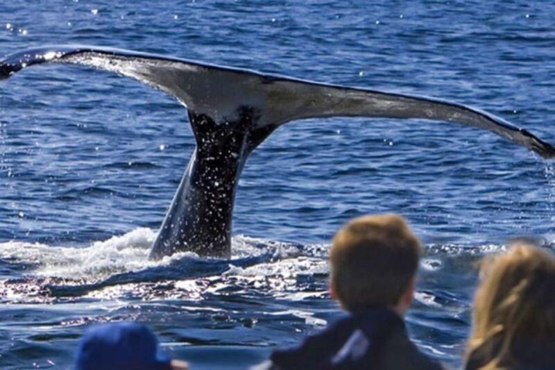 Roseau: Guided Dolphin and Whale Watching Tour With Drinks - Key Points
