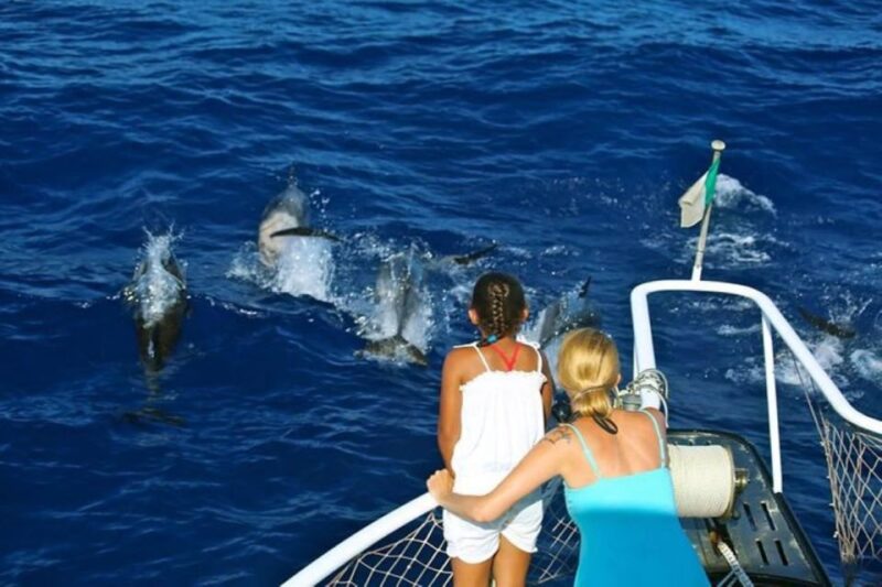 Roseau: Guided Dolphin and Whale Watching Tour With Drinks - Experience Highlights