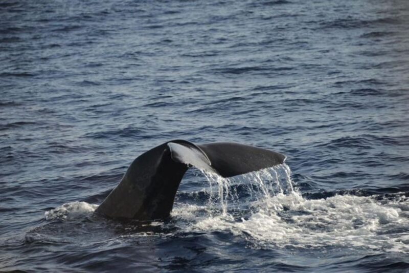 Roseau: Guided Dolphin and Whale Watching Tour With Drinks - Inclusions
