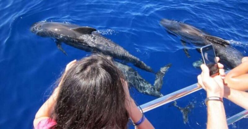 Roseau: Guided Dolphin and Whale Watching Tour With Drinks - Participant Information