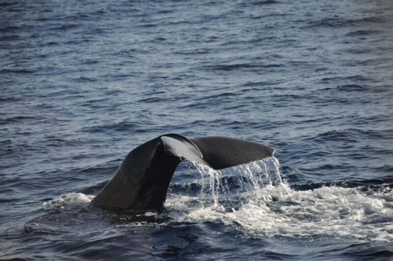 Roseau: Guided Dolphin and Whale Watching Tour With Drinks - What to Bring and Restrictions