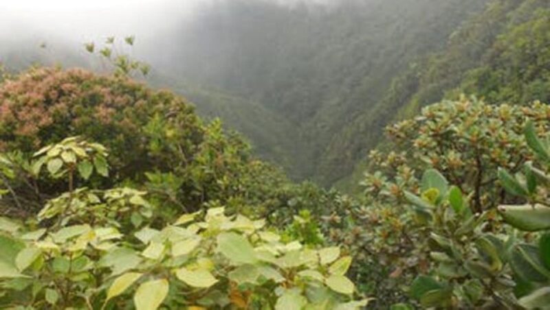 Roseau: Morne Diablotin Hike - Meeting Point and Schedule