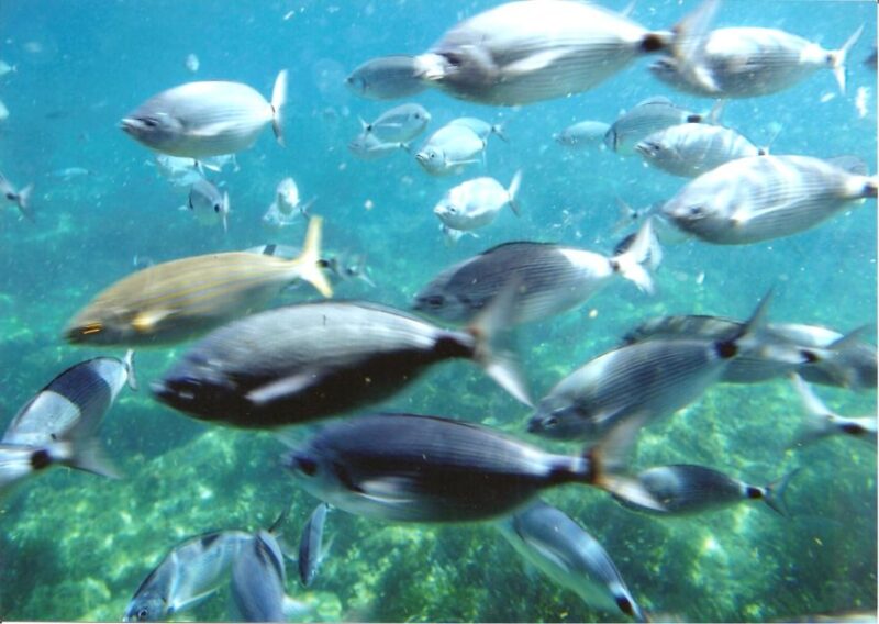 Roses: Costa Brava Catamaran Trip With Underwater Views - Key Points