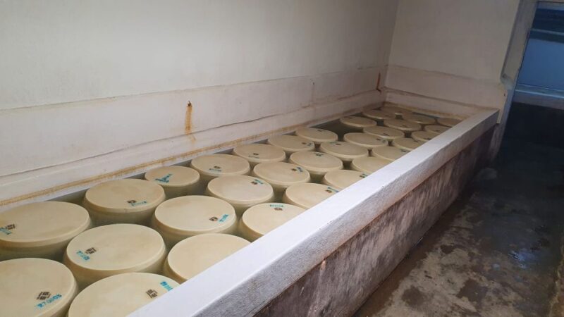 Rosola: Parmigiano Dairy Farm Visit With Cheese Tasting - Exploring the Dairy Farm