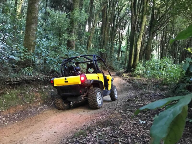 Rotorua: 4×4 Self-Drive Buggy Tour Through Farm and Bushland - Key Points