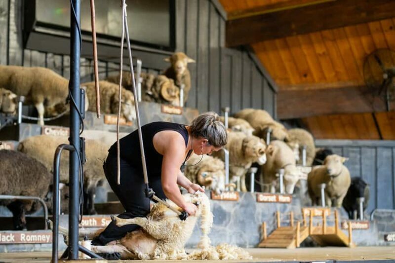 Rotorua: Authentic Kiwi Farm Experience at the Agrodome - Key Points