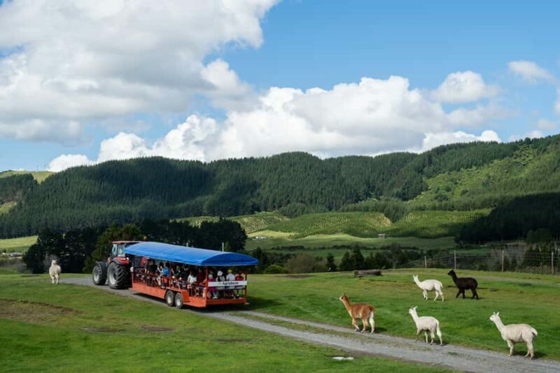 Rotorua: Authentic Kiwi Farm Experience at the Agrodome - The Farm Show: A Closer Look