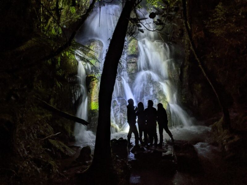 Rotorua: Nocturnal Glow Worm Tour With a Guide - Highlights of the Experience