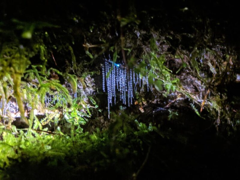 Rotorua: Nocturnal Glow Worm Tour With a Guide - Transportation and Equipment