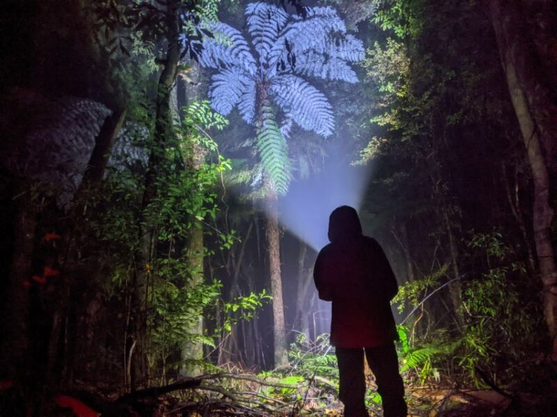 Rotorua: Nocturnal Glow Worm Tour With a Guide - Unsuitability and What to Bring
