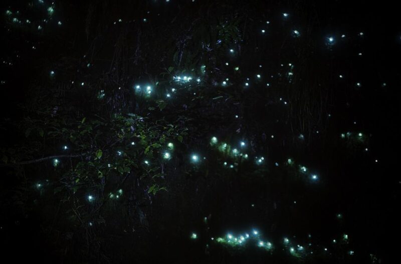 Rotorua: Nocturnal Glow Worm Tour With a Guide - Customer Ratings and Feedback