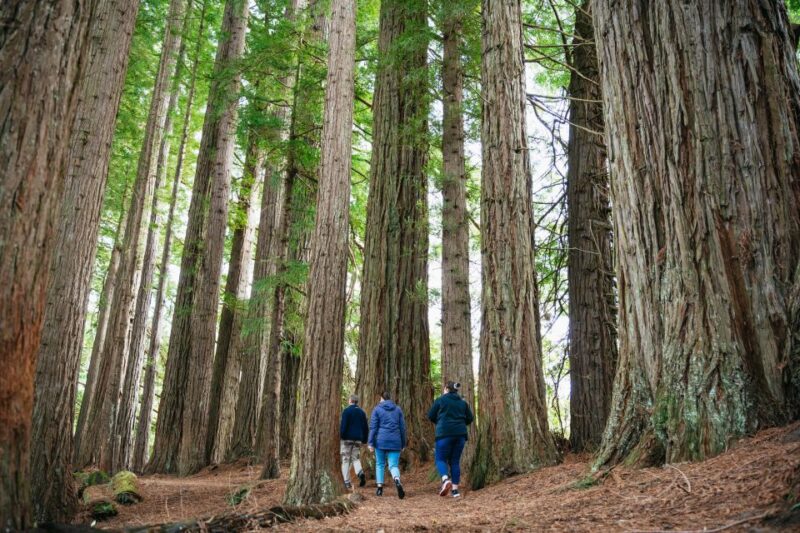 Rotorua: Off The Beaten Track Geothermal Day Tour - Highlights and Experience