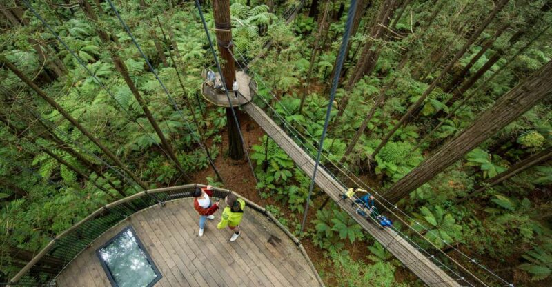 Rotorua: Redwoods Altitude & Day/Night Treewalk Combo - Included Activities
