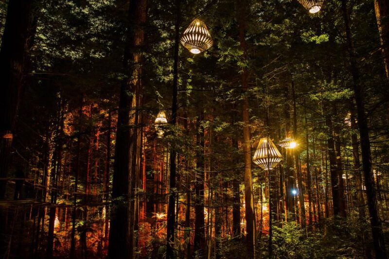 Rotorua: Redwoods Altitude & Day/Night Treewalk Combo - Highlights and Features