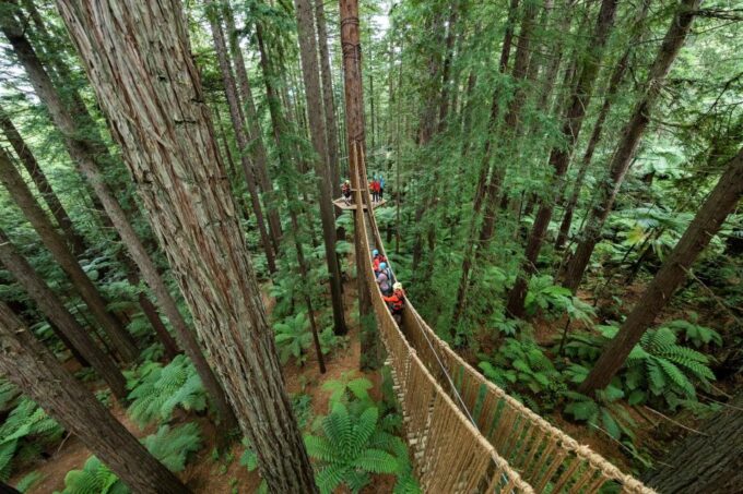 Rotorua: Redwoods Altitude & Day/Night Treewalk Combo - Recap
