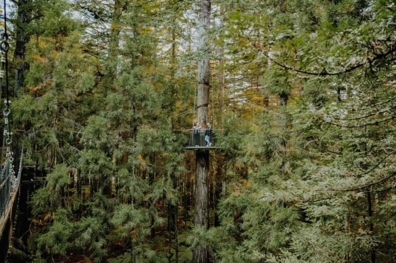 Rotorua: Redwoods Altitude, Nighttime Fast Pass, & Treewalk - Glowworms and the Eco-Cave: Nature’s Light Show