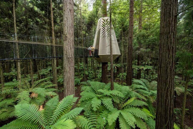Rotorua: Redwoods Altitude, Nighttime Fast Pass, & Treewalk - Value for Money