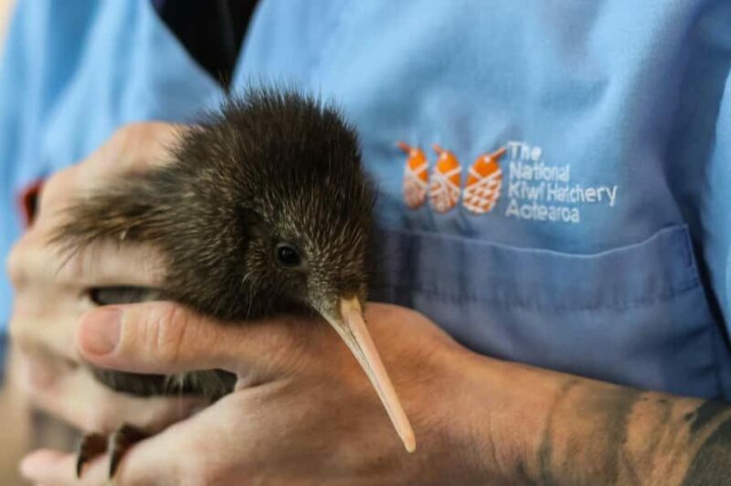 Rotorua: The National Kiwi Hatchery Kiwi Encounter Tour - The Sum Up