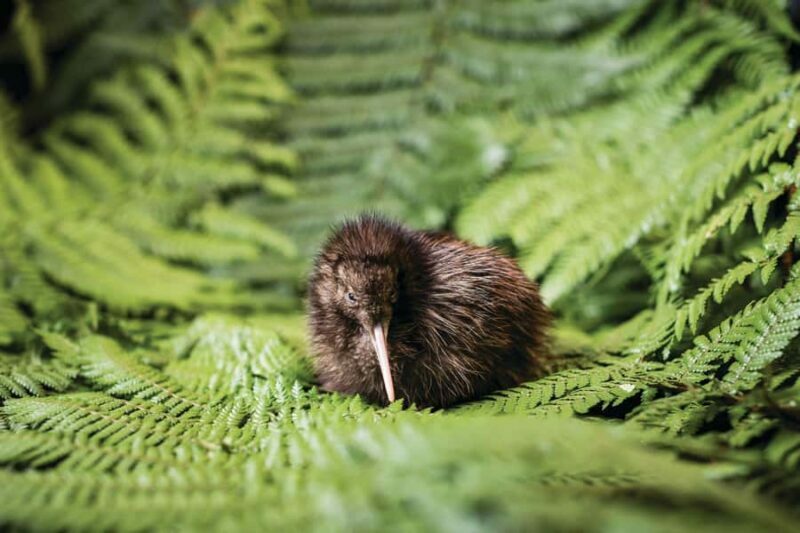 Rotorua: The National Kiwi Hatchery Kiwi Encounter Tour - FAQ